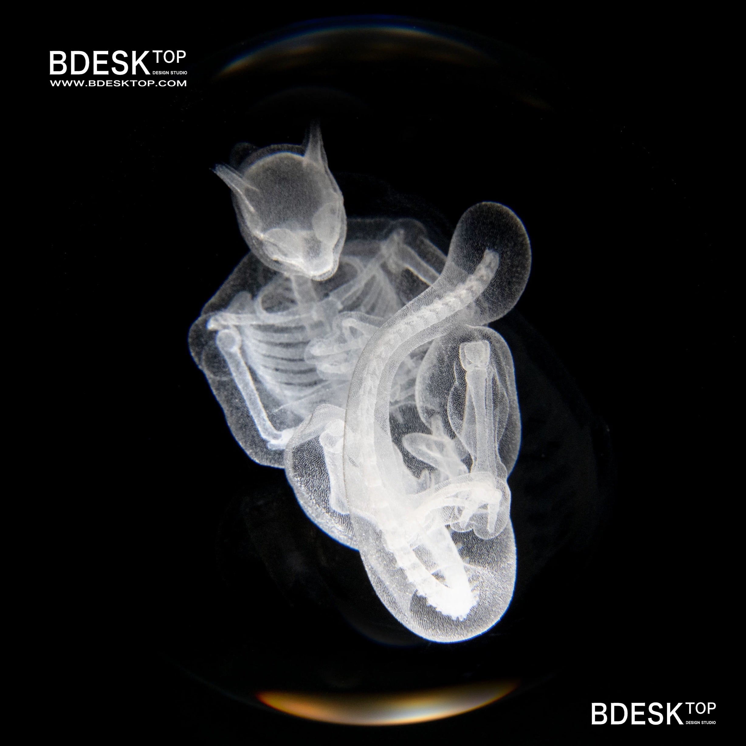 Bdesktop Crystal Skeleton Orb Lamp, Desk Night Light Gift & Collectible